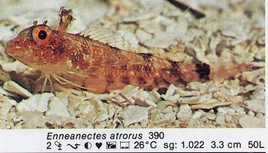 Enneanectes atrorus